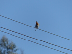 FZ009058 Robin on wire.jpg